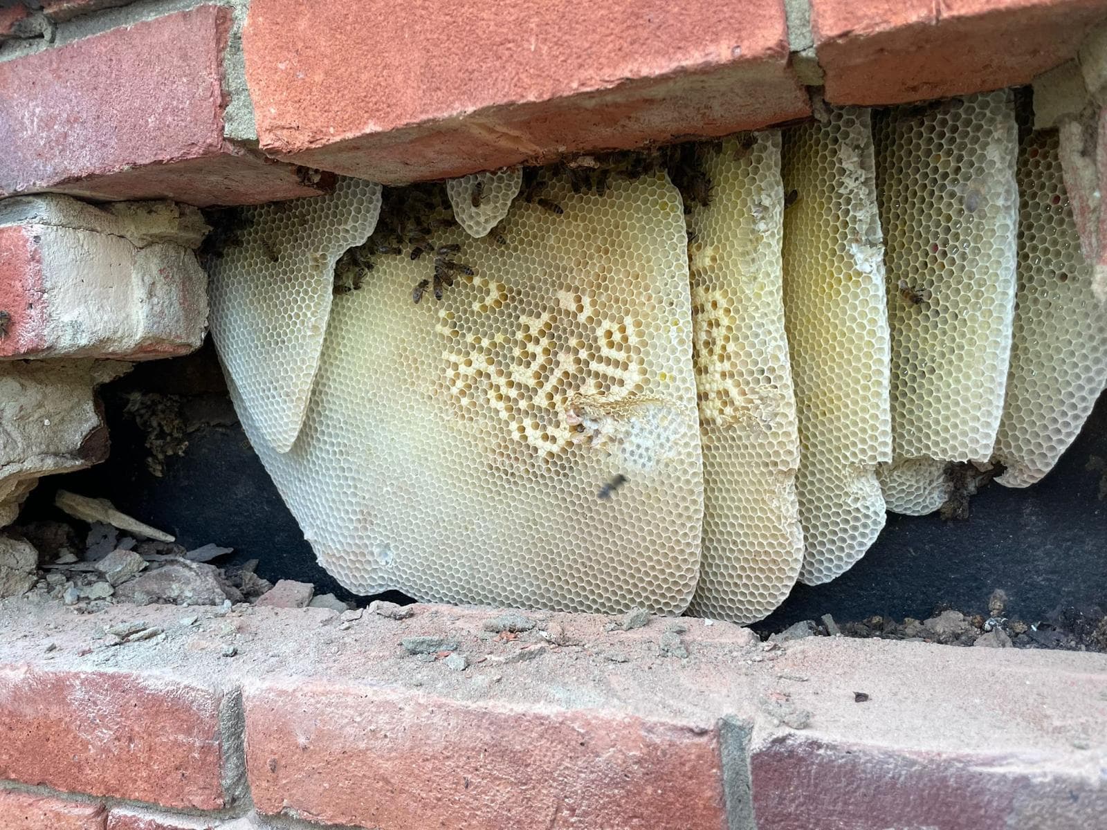 Bee colony exposed in brick wall — live extraction in progress